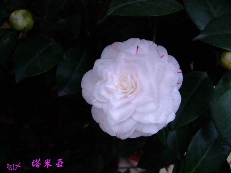 ������ 10-4-9 (2).jpg