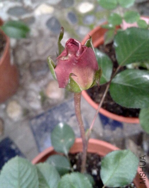 201004092365.jpg