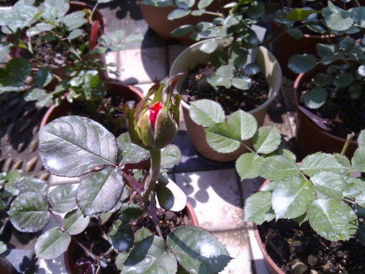 201004052336.jpg