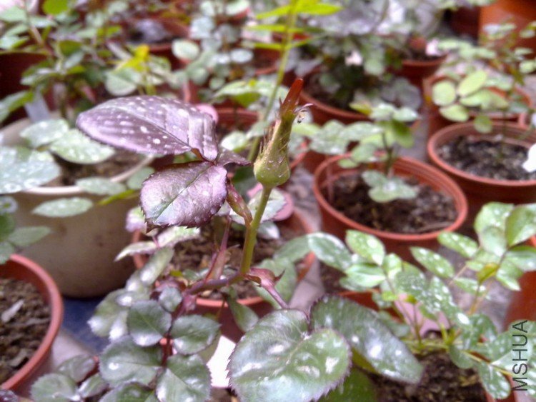 201003202082.jpg
