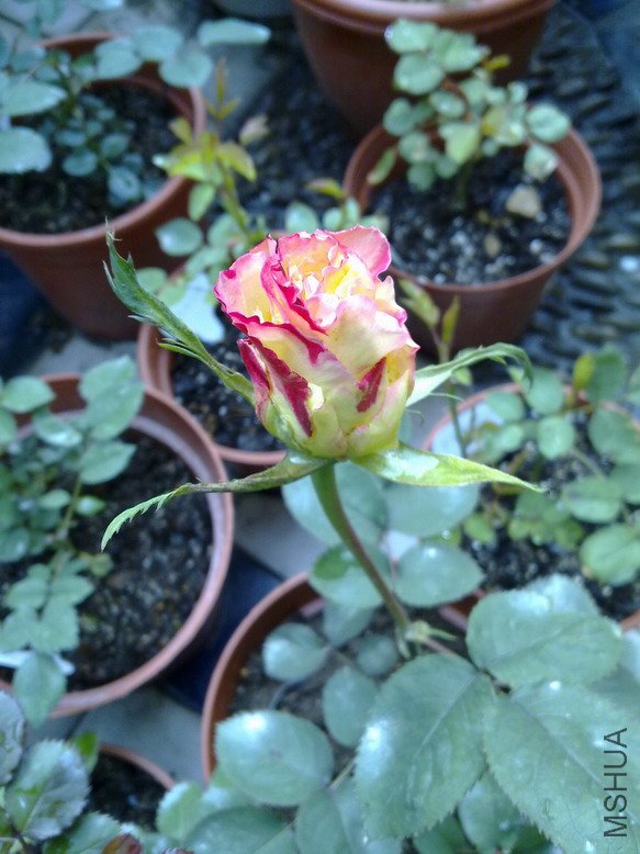 201004092356.jpg