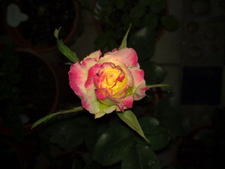 201004092374.jpg