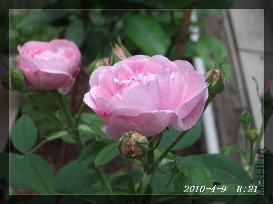 IMGP7000.JPG