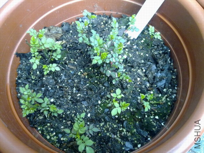 201002271822.jpg