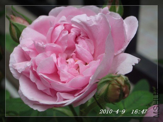 IMGP7004.JPG