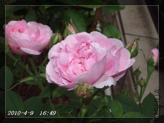IMGP7012.JPG