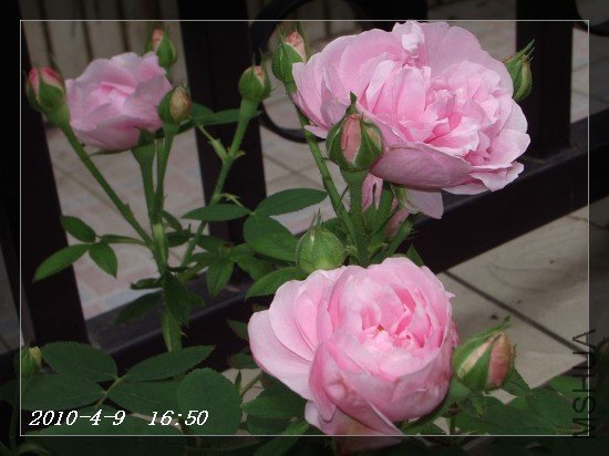IMGP7016.JPG