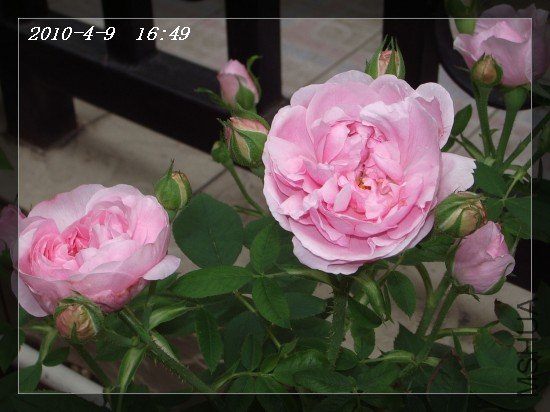 IMGP7013.JPG