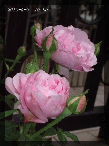 IMGP7043.JPG