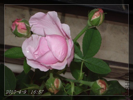 IMGP7050.JPG