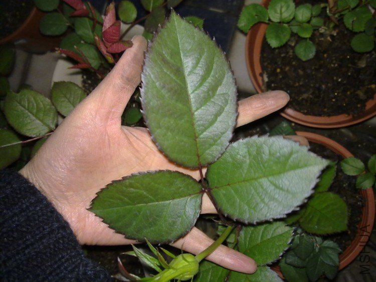 201003252135.jpg