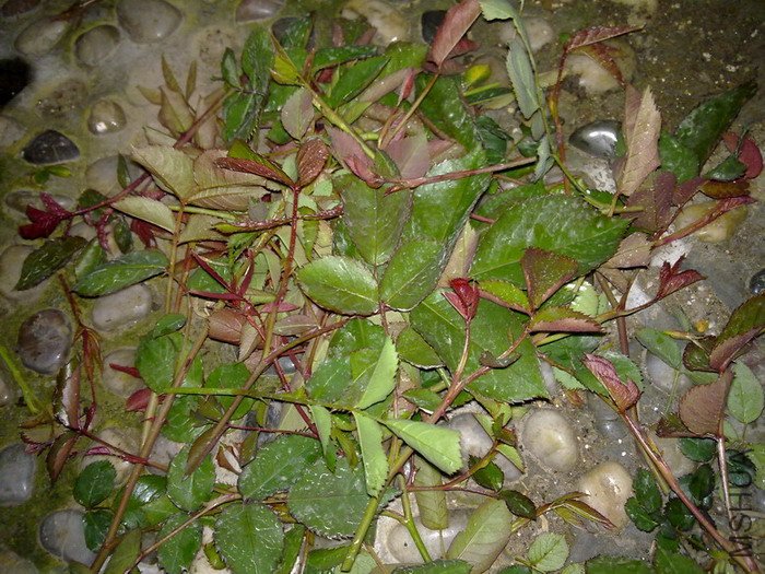 201003262142.jpg