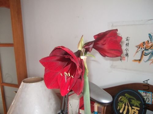 DSCF3209.JPG