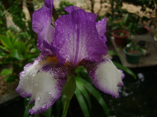 DSC09066.JPG