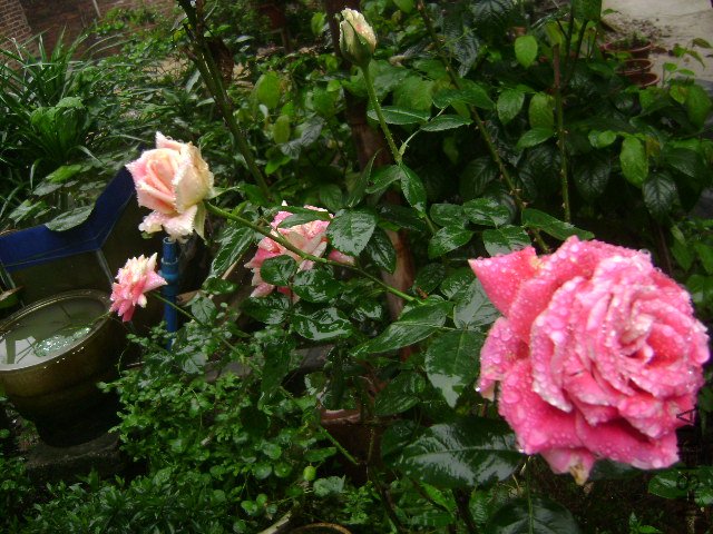 DSC09065.JPG