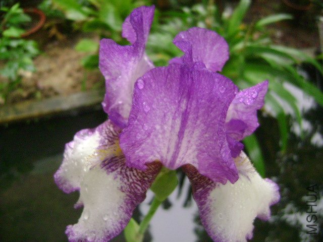 DSC09079.JPG