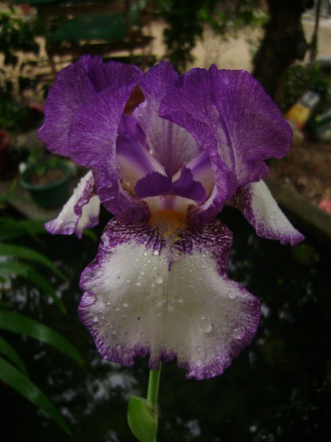 DSC09069.JPG