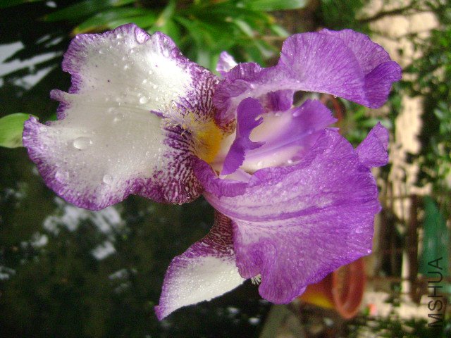 DSC09071.JPG