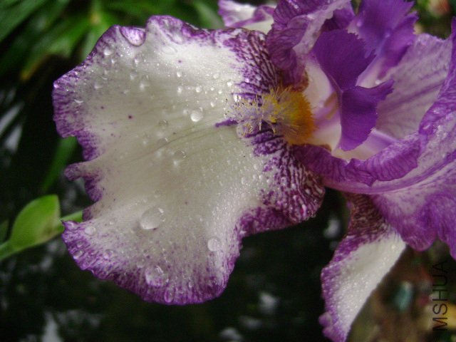 DSC09078.JPG