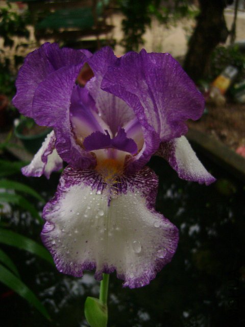 DSC09068.JPG