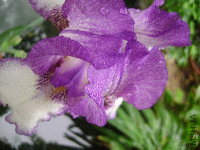 DSC09086.JPG