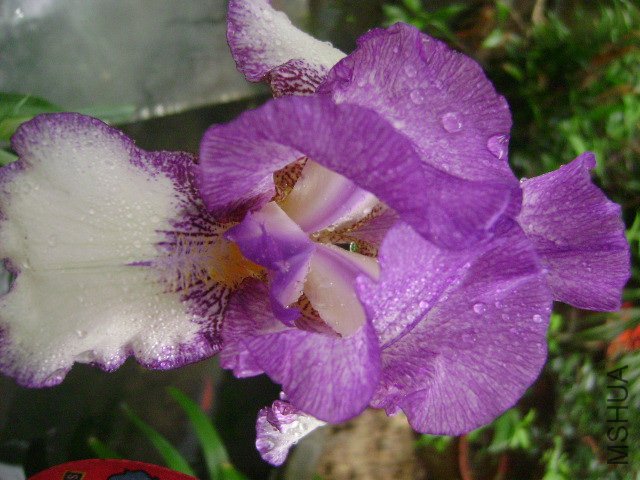 DSC09089.JPG
