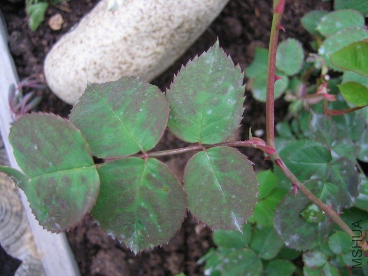 20090712 368.jpg