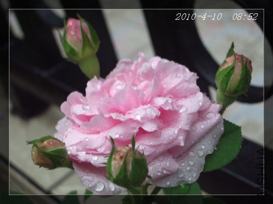 41002.jpg