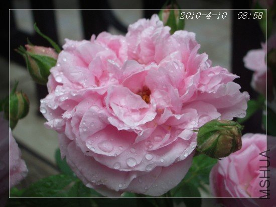 41004.jpg