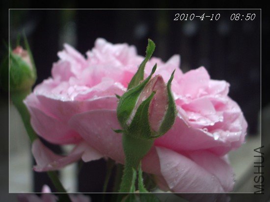 41005.jpg