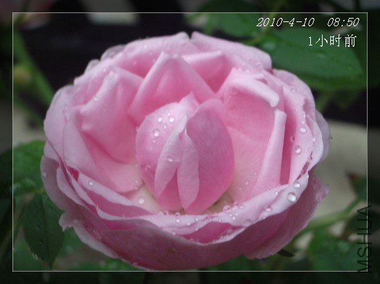 41009.jpg