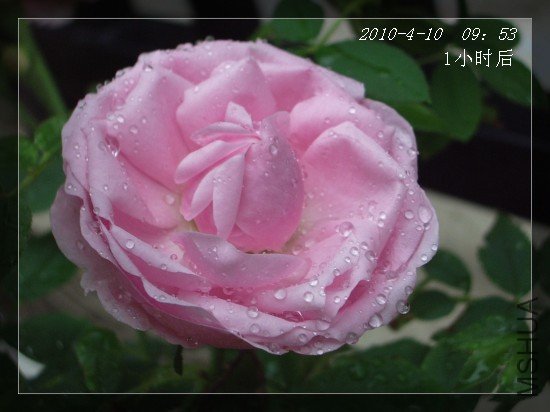 41010.jpg