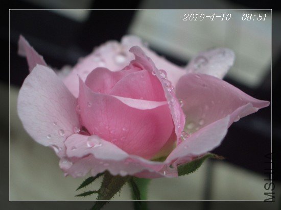 41011.jpg