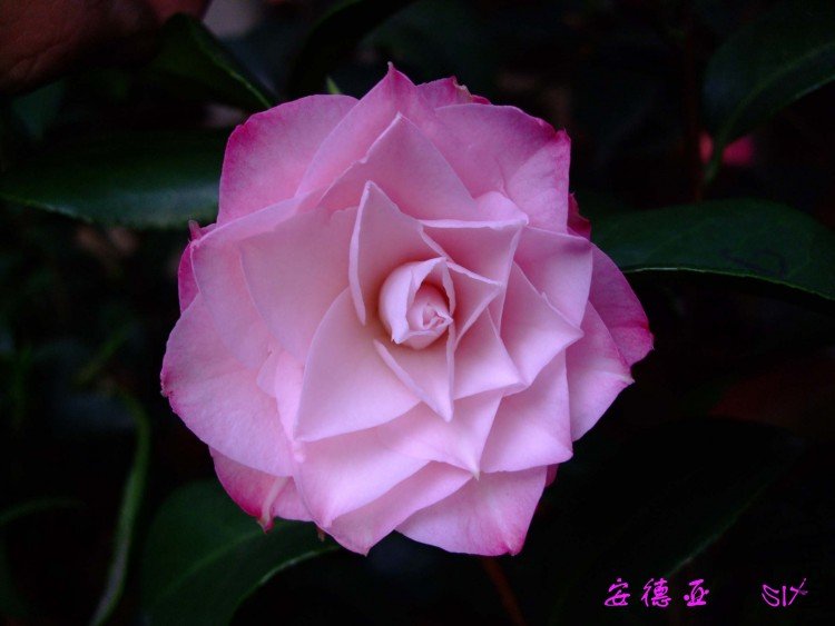 ������ 10-4-10 (1).jpg