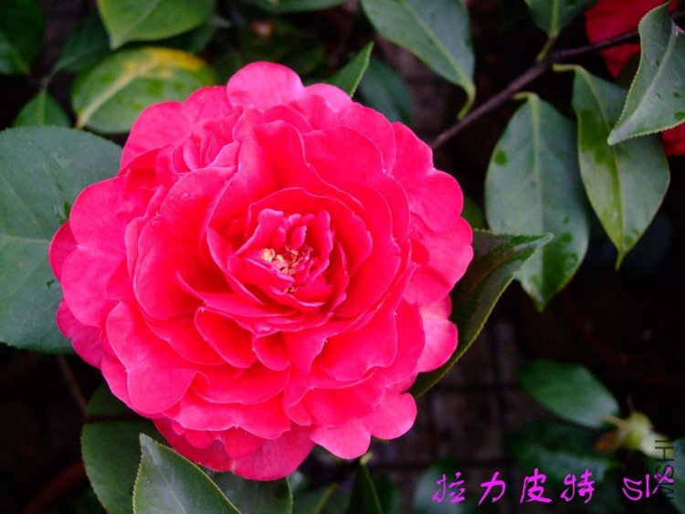 ����Ƥ��  10-4-10 (3).jpg