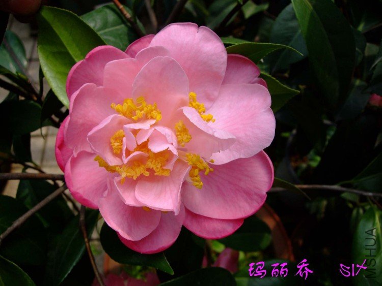 ������  10-4-10 (1).jpg