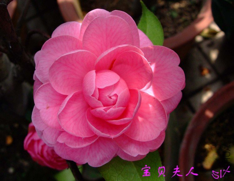 ��������  10-4-10 (1).jpg