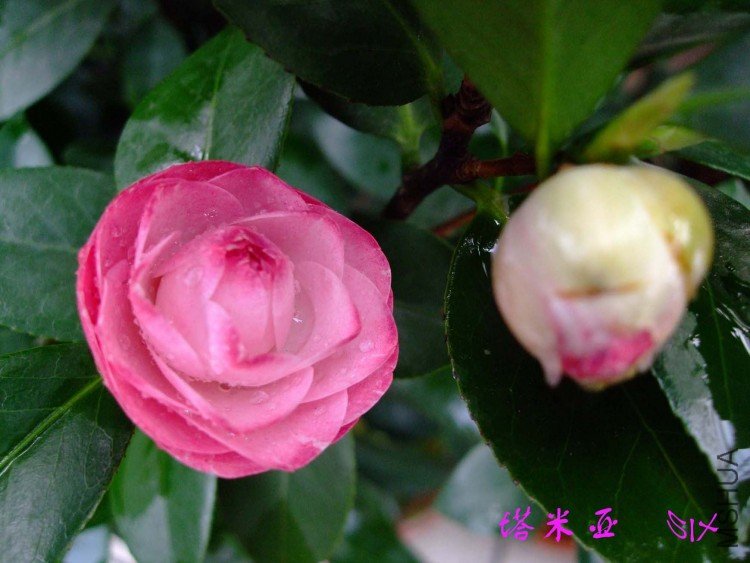 ������ 10-4-10 (6).jpg