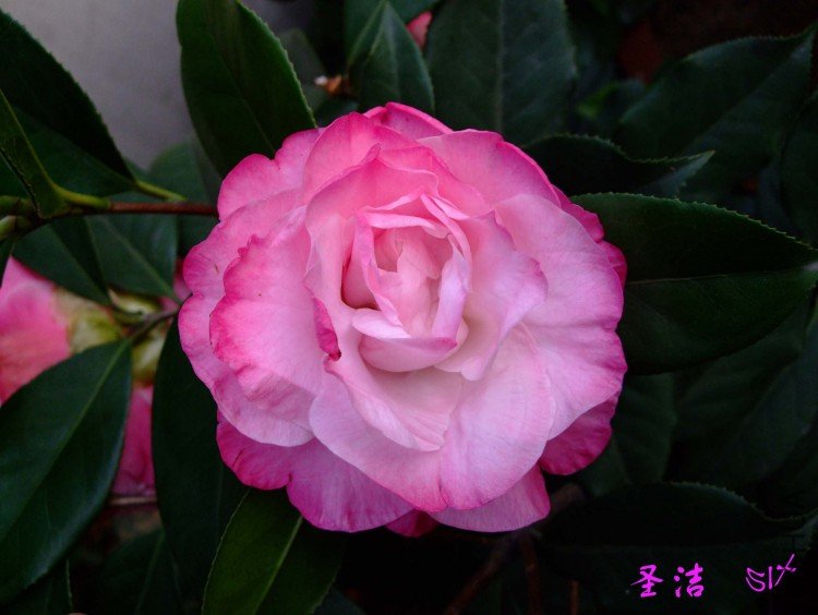 ʥ�� 10-4-10 (2).jpg