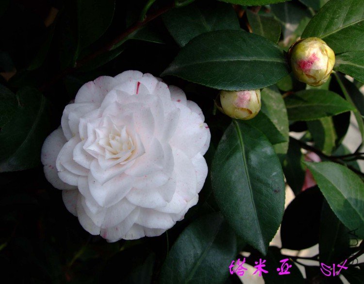 ������ 10-4-10 (2).jpg