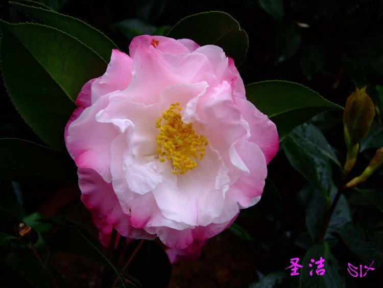 ʥ�� 10-4-10 (4).jpg