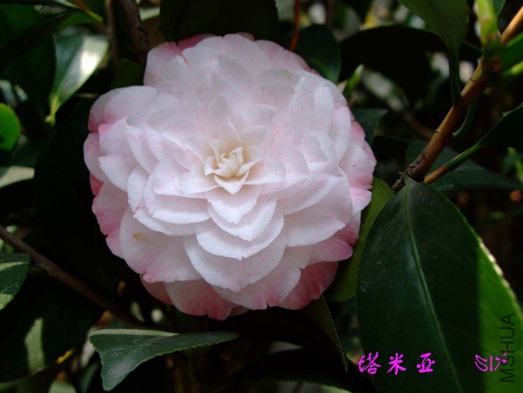 ������ 10-4-10 (5).jpg