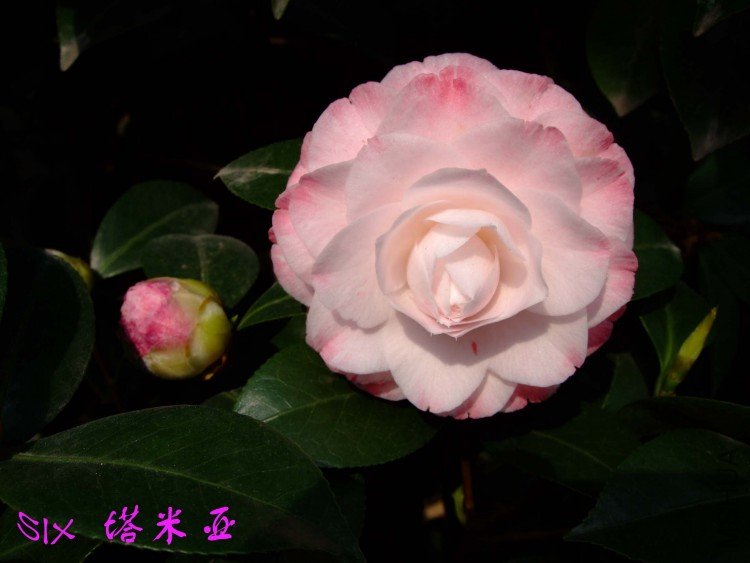 ������ 10-4-10 (3).jpg