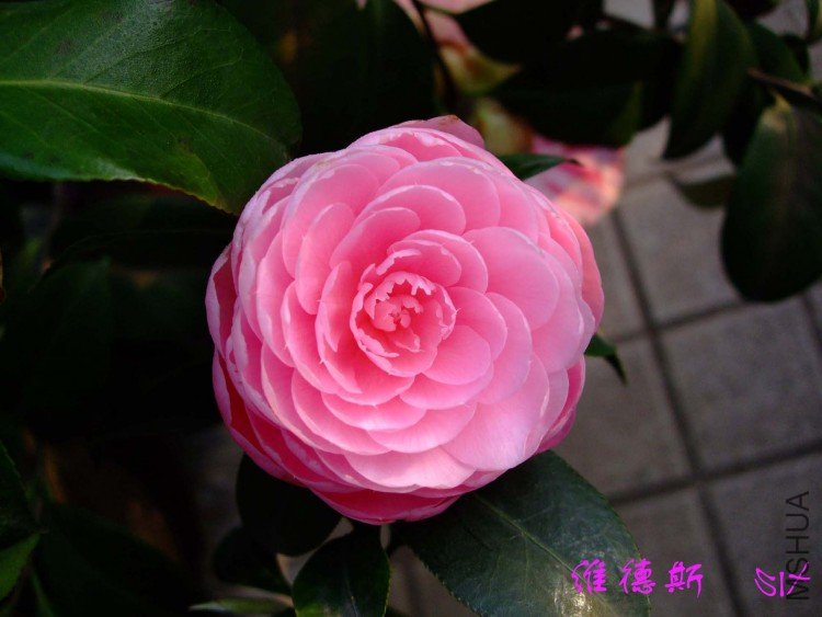 ά��˹ 10-4-10 (1).jpg