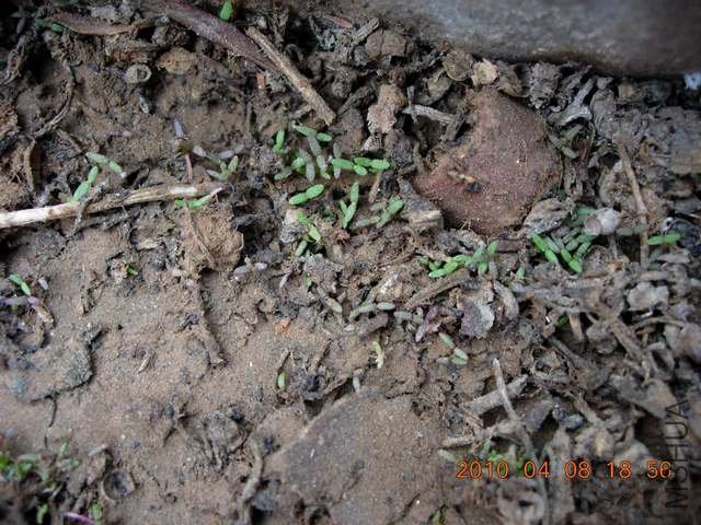 ˮ�Ϲ�԰�һ� 103.jpg