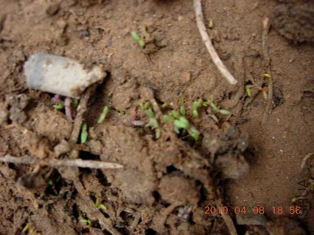 ˮ�Ϲ�԰�һ� 102.jpg