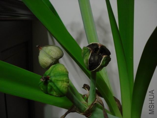 DSC04565s.jpg