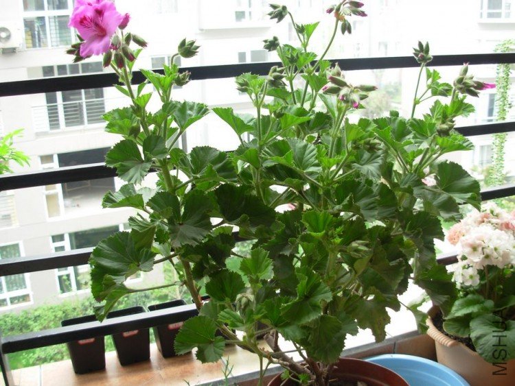 DSCN9799.JPG