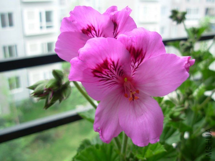 DSCN9797.JPG