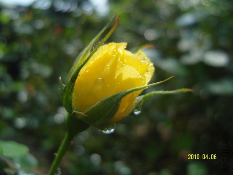 SNV84394.jpg
